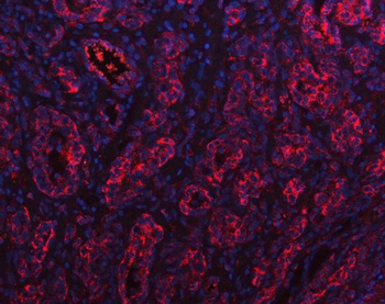 PGC Antibody