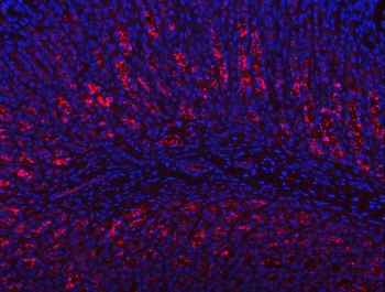 PGC Antibody