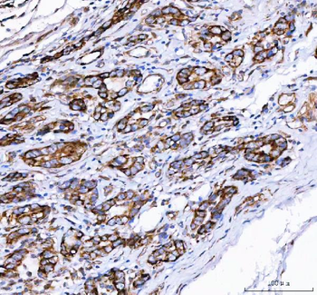 PGC Antibody