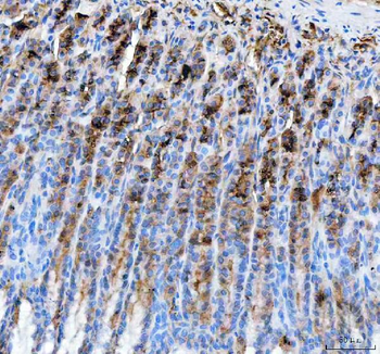 PGC Antibody