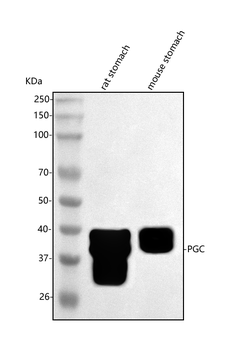 PGC Antibody
