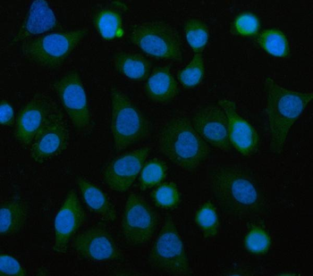 EIF3B Antibody