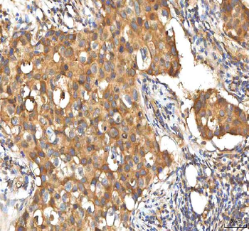 EIF3B Antibody