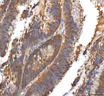 EIF3B Antibody