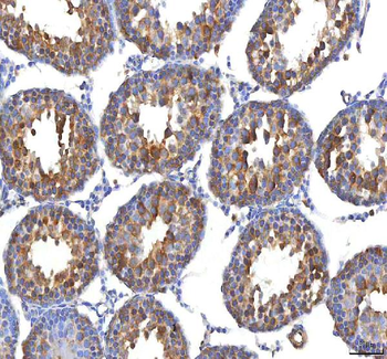 EIF3B Antibody