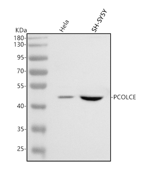 PCOLCE Rabbit Polyclonal Antibody