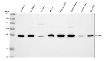 PCMT1 Antibody