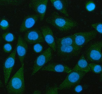 PCMT1 Antibody