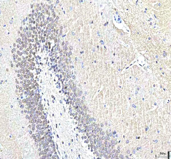 PCMT1 Antibody