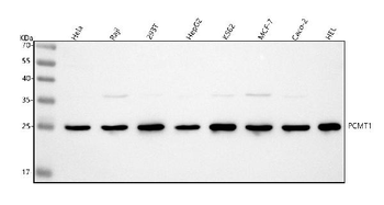 PCMT1 Antibody
