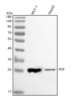 PDF Antibody