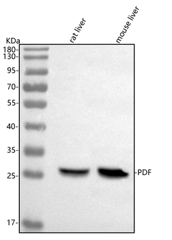 PDF Antibody