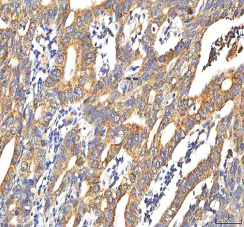 PDF Antibody