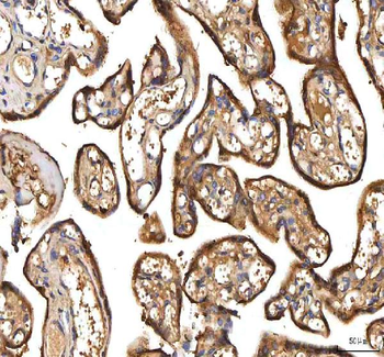 PDF Antibody