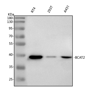 BCAT2 Antibody