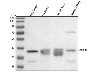 BCAT2 Antibody