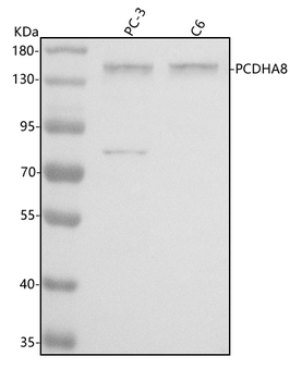 PCDHA8 Rabbit Polyclonal Antibody