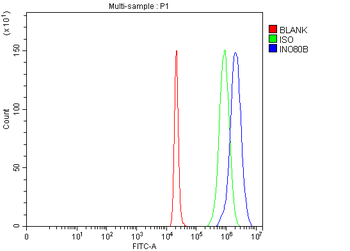 INO80B Rabbit Polyclonal Antibody