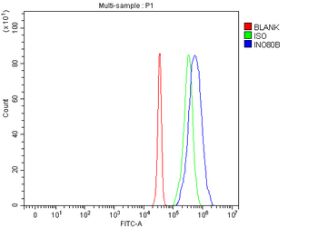 INO80B Rabbit Polyclonal Antibody