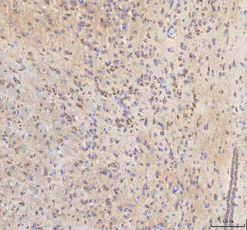 BPNT2 Antibody