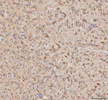BPNT2 Antibody