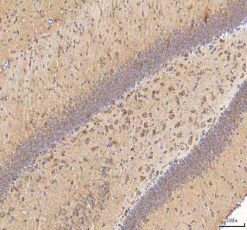BPNT2 Antibody