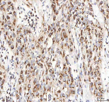 BPNT2 Antibody