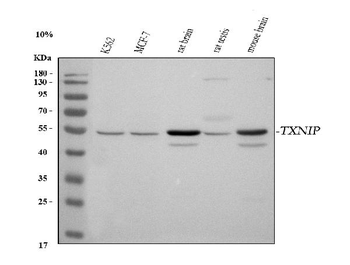 TXNIP Rabbit Polyclonal Antibody