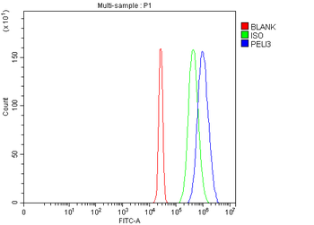 PELI3 Antibody