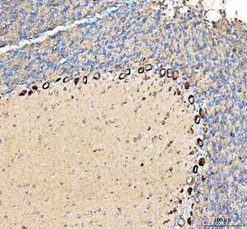 PELI3 Antibody
