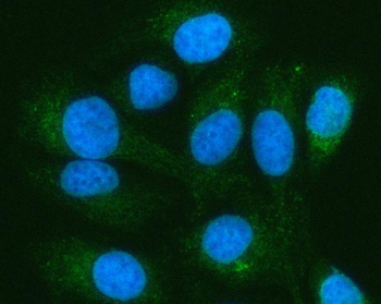 PELI3 Antibody
