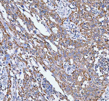 PELI3 Antibody