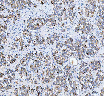 PELI3 Antibody