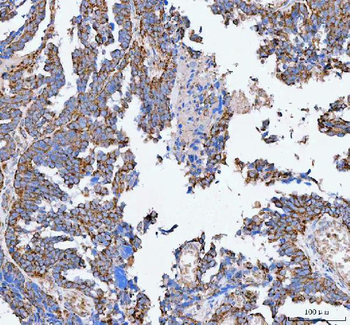 PELI3 Antibody