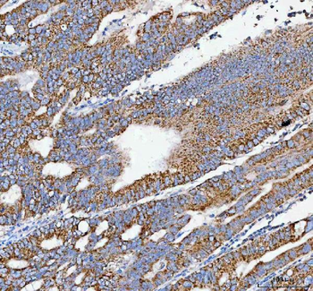 PELI3 Antibody