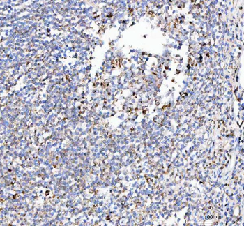 PELI3 Antibody