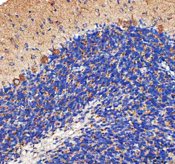 PELI3 Antibody