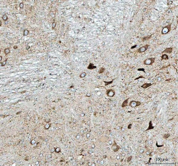 PELI3 Antibody
