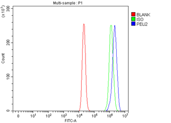 PELI2 Rabbit Polyclonal Antibody
