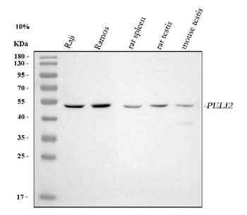 PELI2 Rabbit Polyclonal Antibody