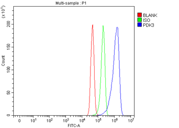 PDK3 Rabbit Polyclonal Antibody