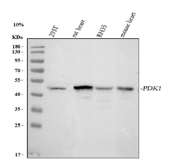 PDK1 Rabbit Polyclonal Antibody