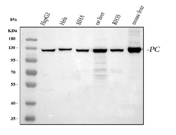 Pyruvate Carboxylase/PC Antibody