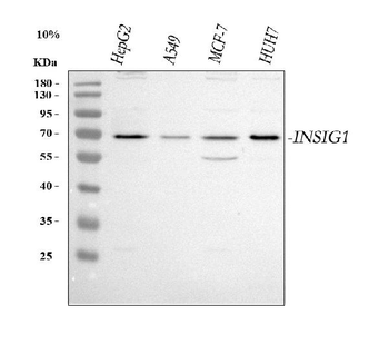 INSIG1 Rabbit Polyclonal Antibody