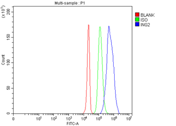 ING2 Rabbit Polyclonal Antibody