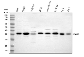 ING2 Rabbit Polyclonal Antibody