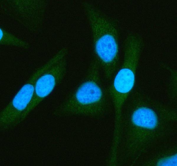 ATG7 Antibody