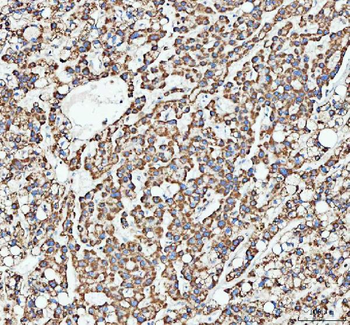 ATG7 Antibody