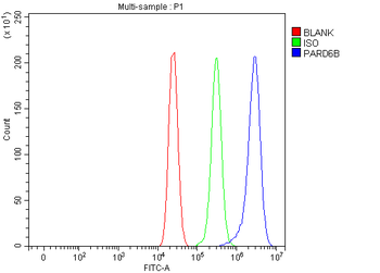 PARD6B Rabbit Polyclonal Antibody