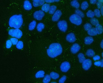 PARD6B Rabbit Polyclonal Antibody